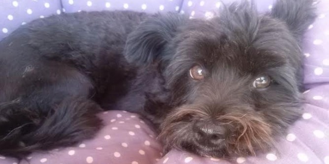 Sassari: l´11 dicembre iscrizione all´anagrafe canina
