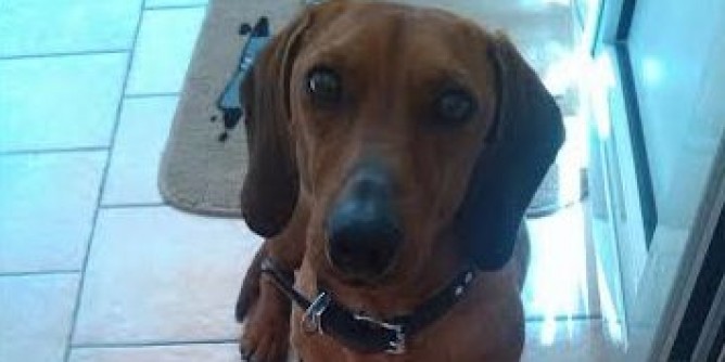 Smarrito <i>Pluto</i>, il bassotto algherese | Foto