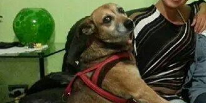 Cercasi Gas, il cane de La Pietraia