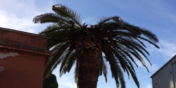 Olbia: interrogazione contro il punteruolo rosso