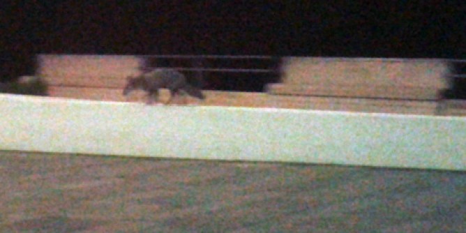 Volpe a spasso al Balaguer | Foto
