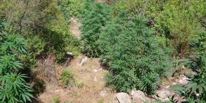 Piante di marijuana a Bolotana, in manette 22enne
