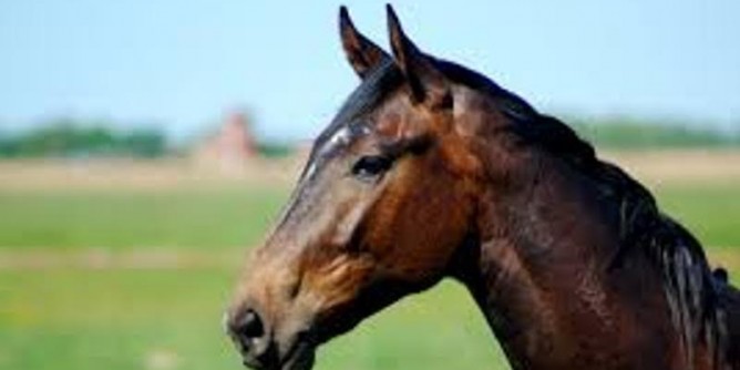 Addio al cavallo Zeus: necrologio sul giornale