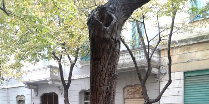 Ambiente: abbattimento di un albero a Sassari