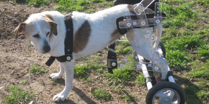 Animali: festa di Natale con la cagnetta disabile Fiona