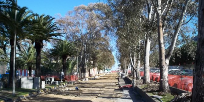 Legambiente Cagliari, alberi al Poetto: stop immediato al taglio