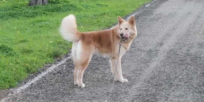 Anagrafe canina a Sassari: microchippatura il 15 gennaio