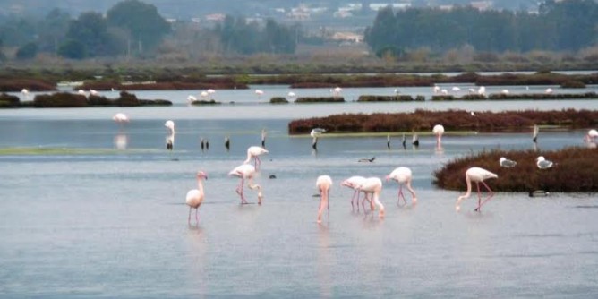 Fenicottero ucciso a Oristano: denuncia Wwf