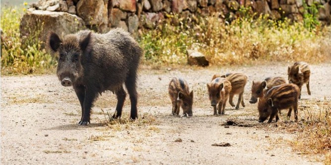Eradicazione all’Asinara, via cinghiali e capre