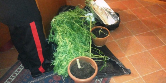 Serra di marijuana in casa: manette ad Arzachena
