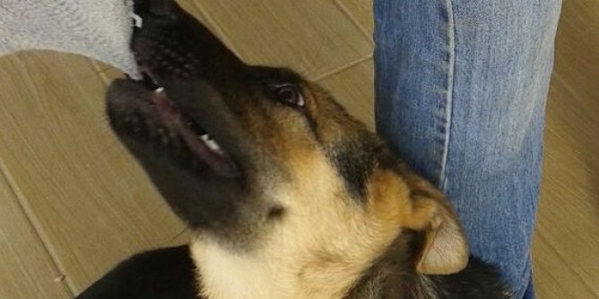 Cercasi <i>Fiore</i> smarrita a Galant | Foto