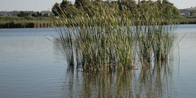 Reflui nello stagno di Cabras: Interrogazione in Regione
