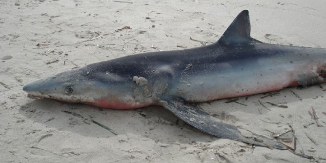 Verdesca spiaggiata a Maria Pia | Foto