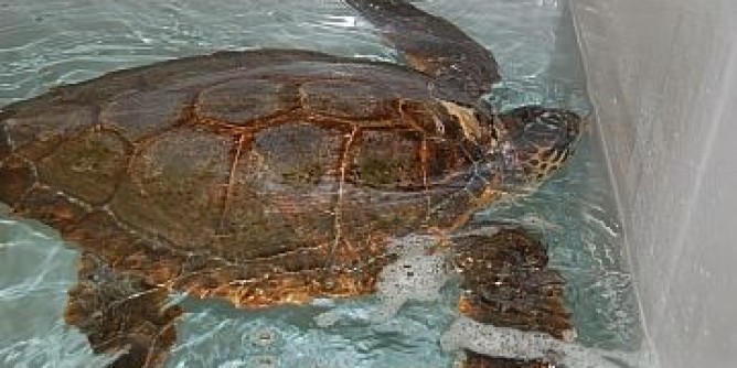 All’Asinara tartaruga libera dopo le cure