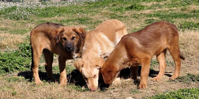 Microchip gratis al Chip Day