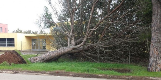 Il vento sradica un pino a Santa Maria | Foto