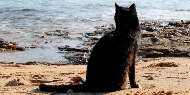 Colonia felina Su Pallosu: 15mila amici su Facebook