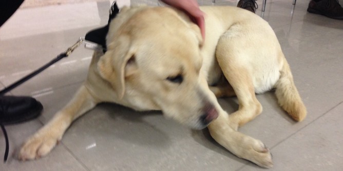 Alghero: trovato labrador femmina