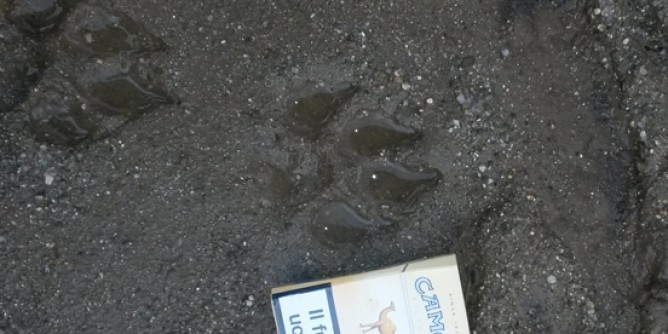 Pantera o cani randagi: no cattura letale