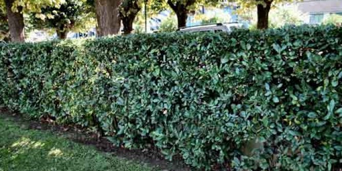 In pochi mesi oltre 400mila euro per il verde pubblico