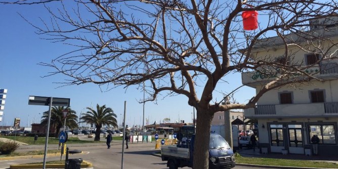 Punteruolo rosso, Piano di contenimento a Porto Torres