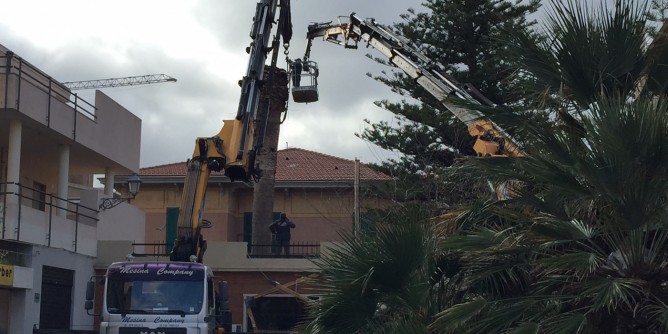 Punteruolo: nuovi interventi a Oristano e frazioni