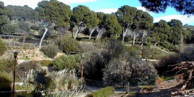 Rinviata Festa degli alberi di Monte Urpinu