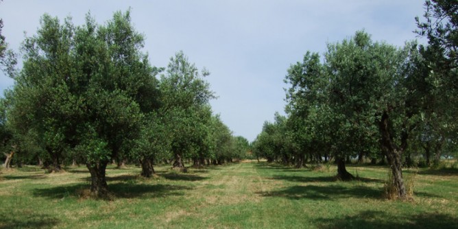 Tre nuove date per la giornata dell´Albero
