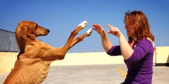 Ad Oristano, corso su educazione e gestione del cane