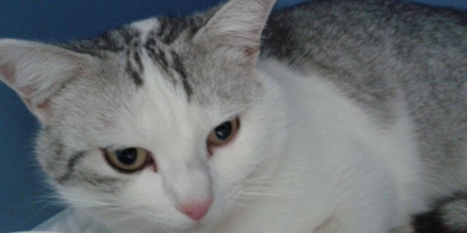 La denuncia: gatti presi a fucilate ad Alghero