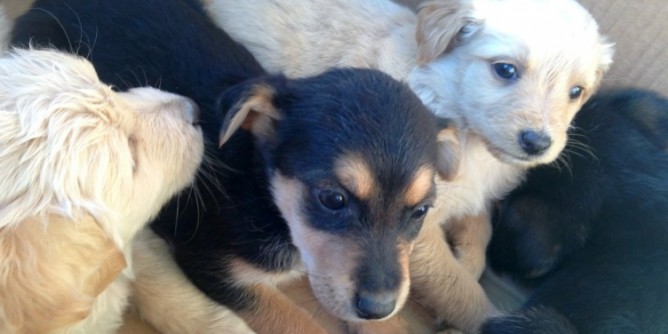 Cuccioli abbandonati cercano casa