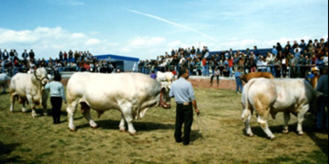Alla fiera di Ozieri, lIsola del benessere animale
