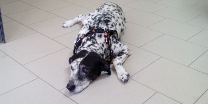 Cane smarrito ad Alghero | Foto