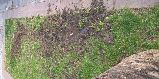 Cinghiali in piazza a Fertilia: è allarme