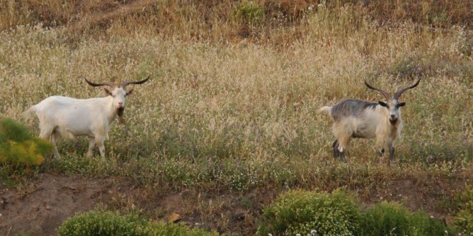 Asinara: interventi su prato pascolo, indagine di mercato