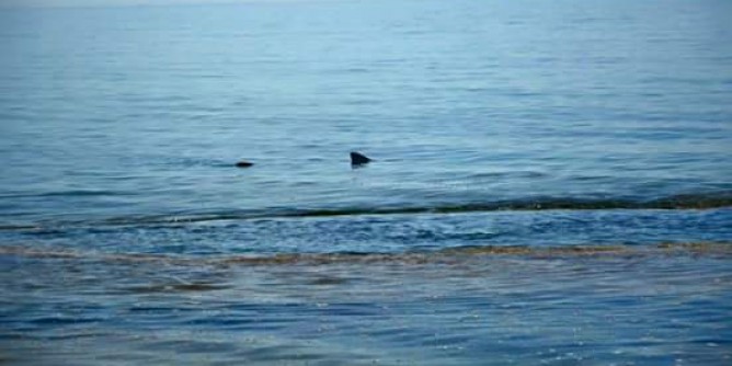 Avvistato uno squalo nel Golfo di Alghero