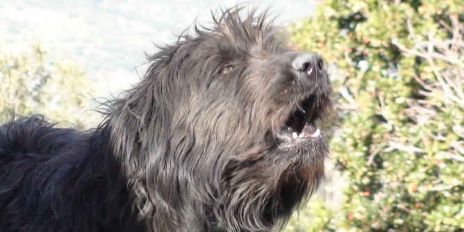 70 microchip gratis: calendario a Sassari
