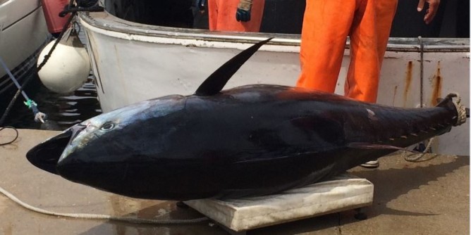 Indagini a Cagliari: sequestrati per frode 14mila kg di tonno