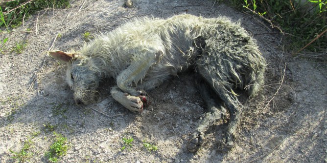 Cane salvato dai Barracelli a San Marco | Foto