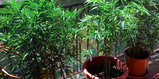 Piante di marijuana: nei guai coltivatore di Orotelli