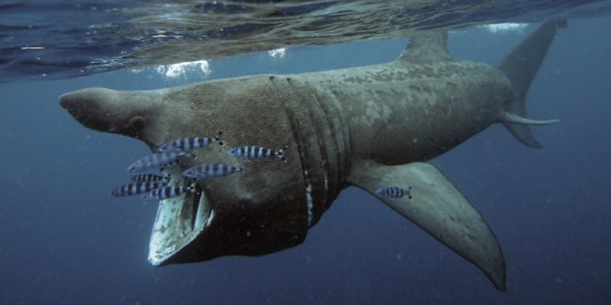 Progetto Sharklife: a Roma il convegno conclusivo