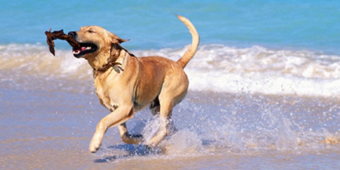 Spiaggia per cani al Poetto: pi ampia e confortevole
