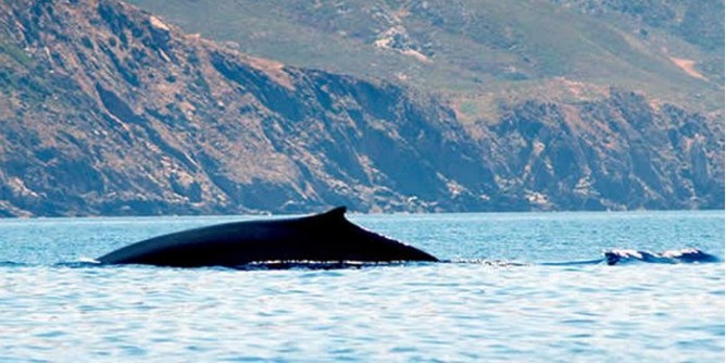 Recupero tartarughe e cetacei: formazione all´Asinara