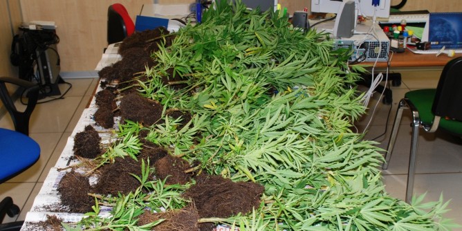 Maxi sequestro marijuana a Alà dei Sardi