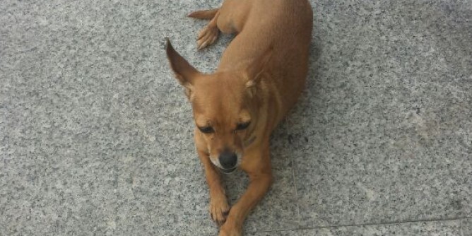 Cane marrone perso al centro storico | Foto