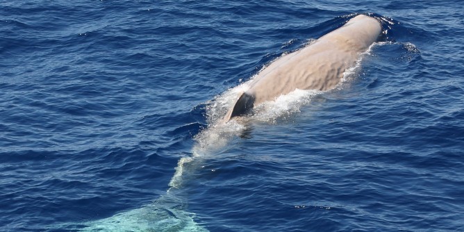 Il ritorno di <i>Moby Dick</i> nei mari della Sardegna