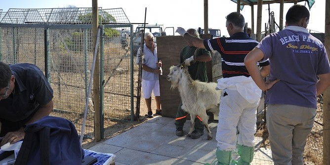 Biodiversità all´Asinara sulla gestione della fauna domestica