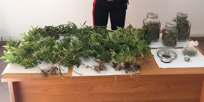 Coltivazione di marijuana: olbiese in manette