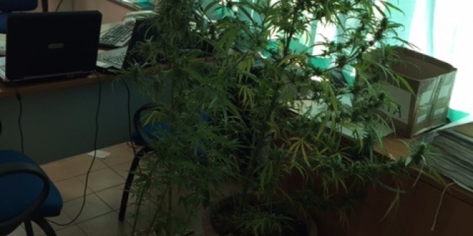 Piantagione marijuana a Sinnai, arrestato 60enne