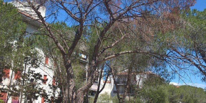Sassari: manutenzione alberi nei giardini